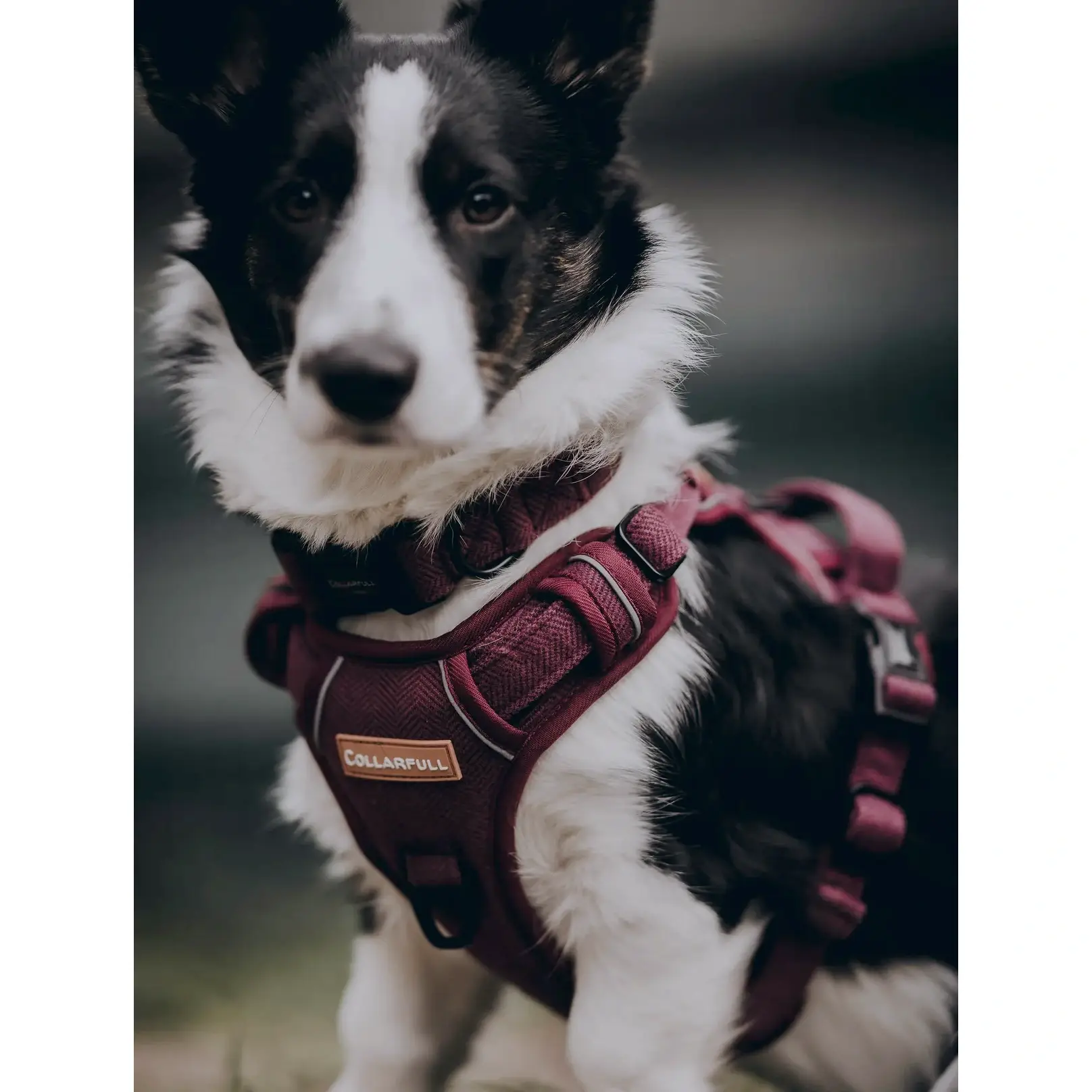 Collarfull Adventure Trails Hundesele – billede 5