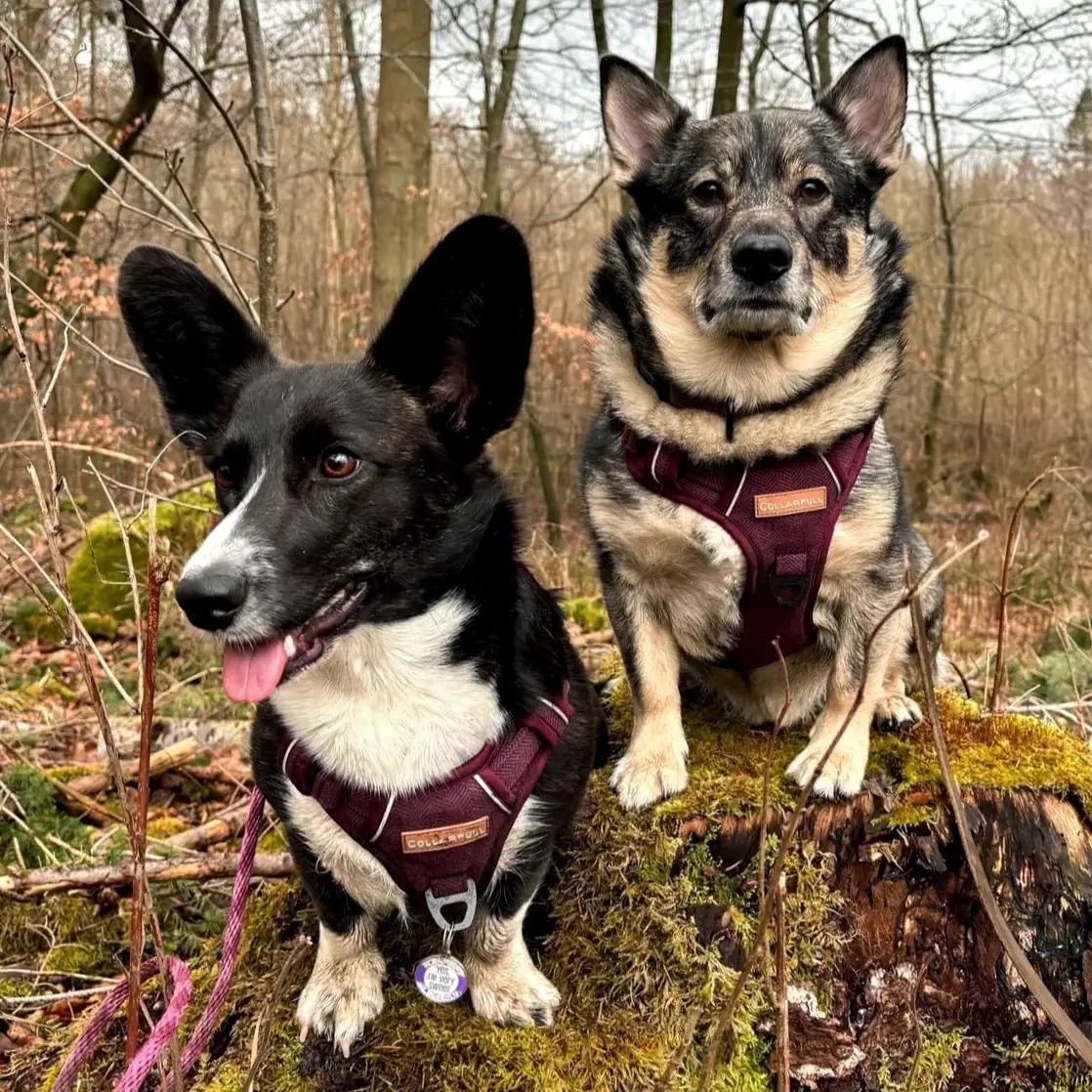 Collarfull Adventure Trails Hundesele – billede 4