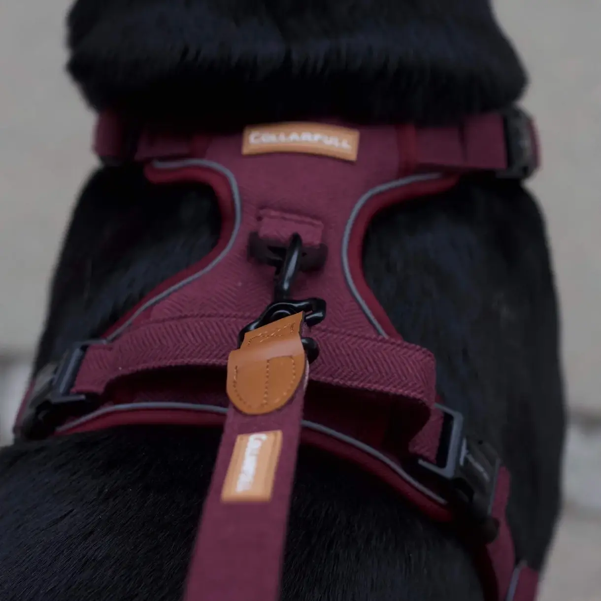 Collarfull Adventure Trails Hundesele – billede 6