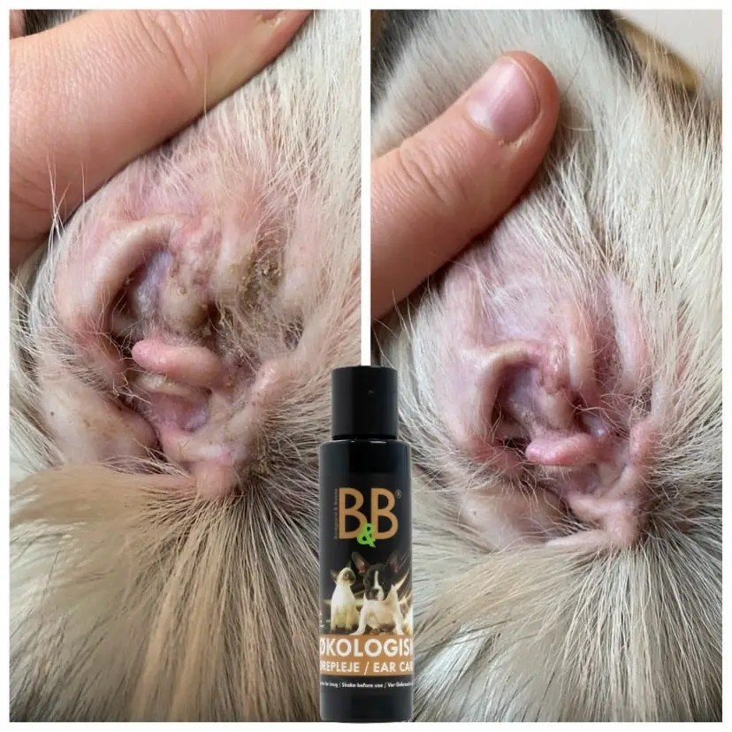 B&B Økologisk Ørepleje – billede 3