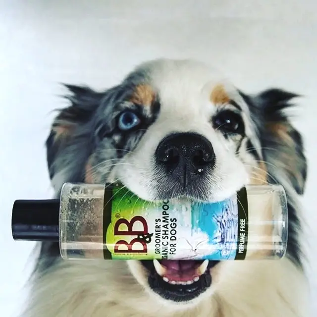 B&B Økologisk Shampoo - Neutral – billede 3