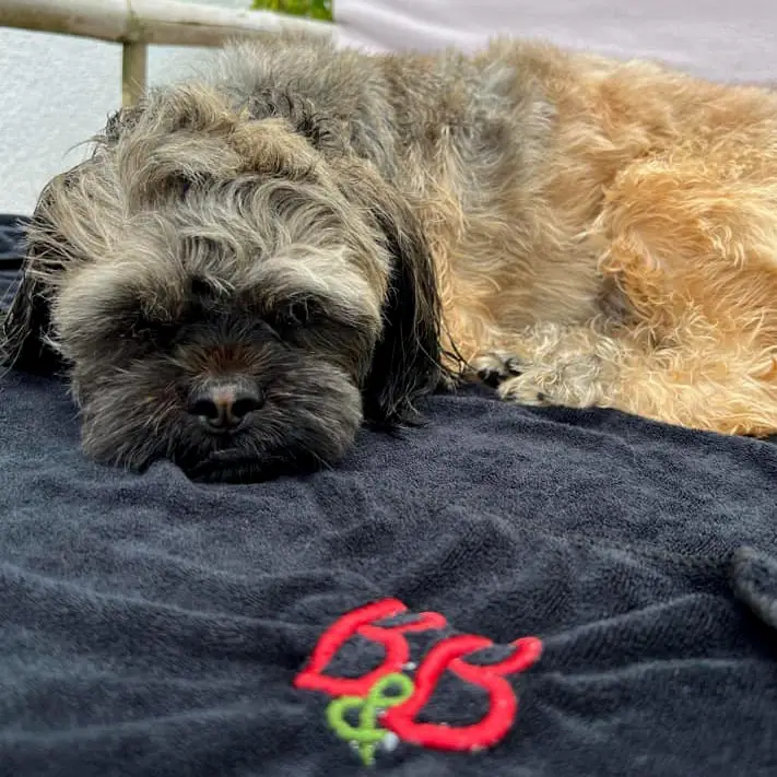 B&B Hundehåndklæde 55x90 S/M – billede 2