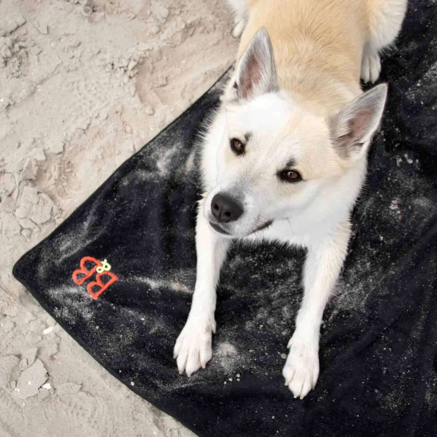 B&B Hundehåndklæde 55x90 S/M – billede 3