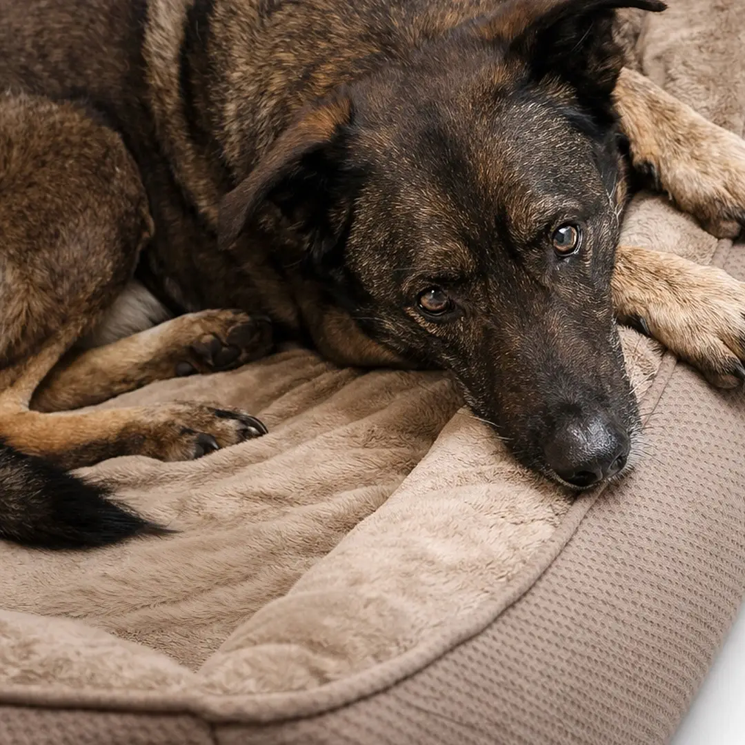 Petlando Lucy Ortopædisk Hundeseng – billede 6