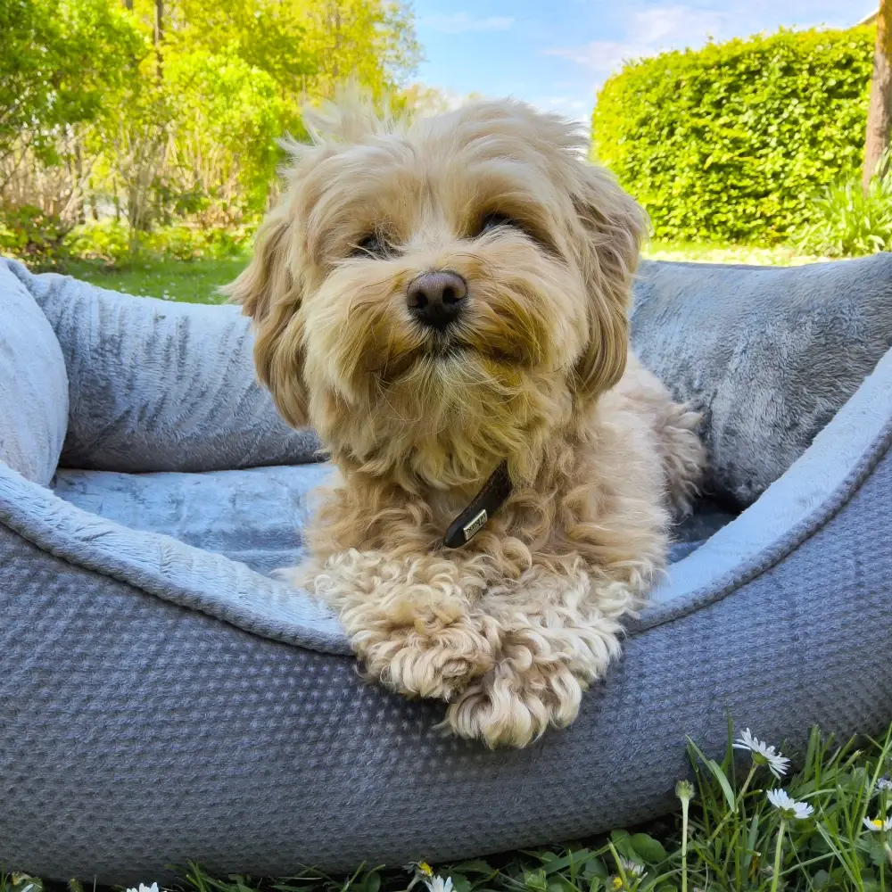Petlando Lucy Ortopædisk Hundeseng – billede 3