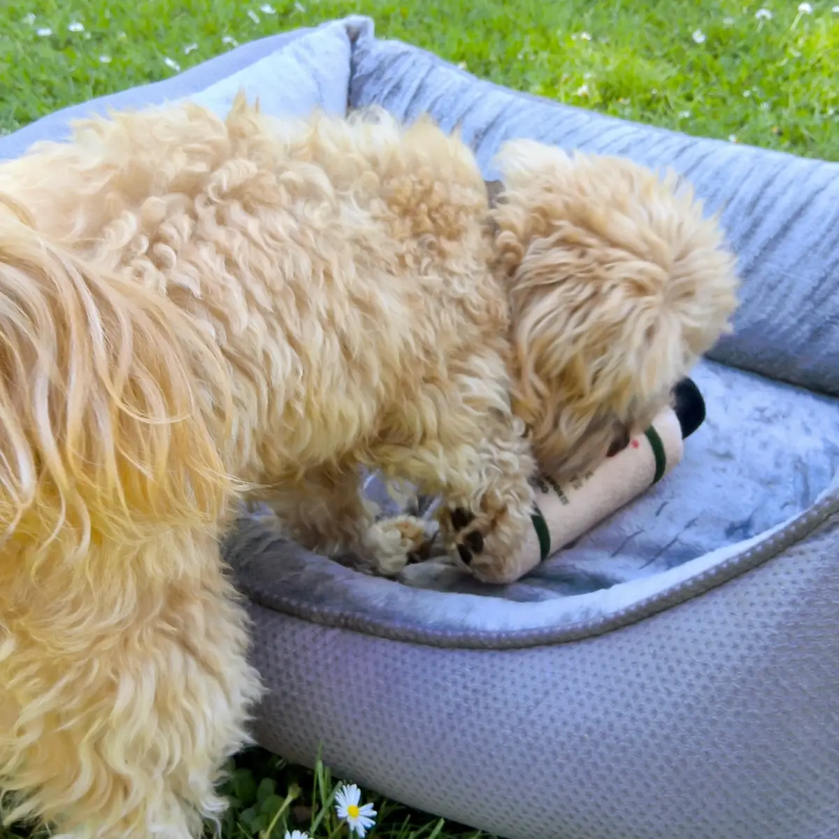Petlando Lucy Ortopædisk Hundeseng – billede 13
