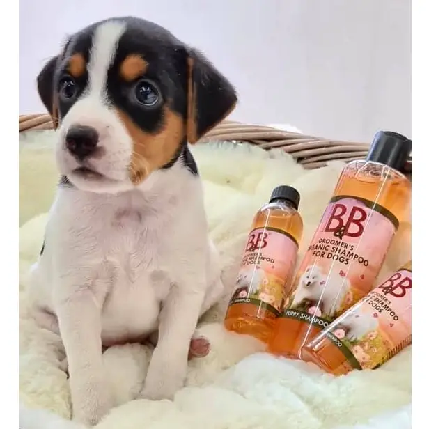 B&B Økologisk Hvalpe Shampoo – billede 2