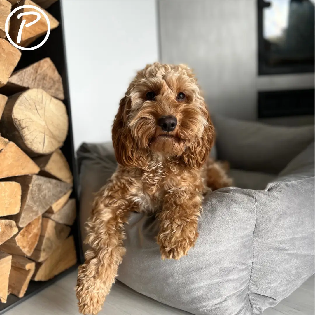 Petlando Lucy Ortopædisk Hundeseng – billede 5