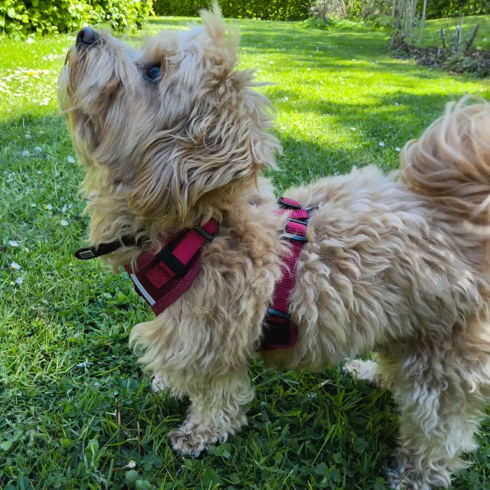 Petlando Mesh Vest Hundesele – billede 2