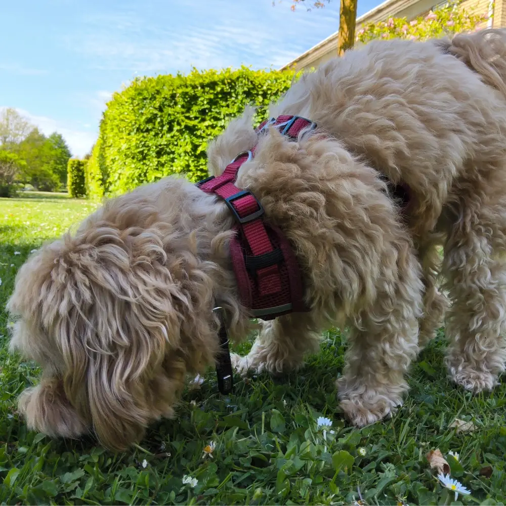 Petlando Mesh Vest Hundesele – billede 4