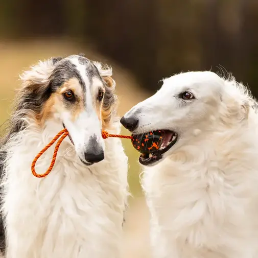 Non-Stop Dogwear Non-Stop Bold Med Reb Ø6 - Orange & Sort – billede 4