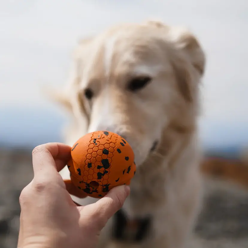 Non-Stop Dogwear Non-Stop Bold - Orange & Sort – billede 3