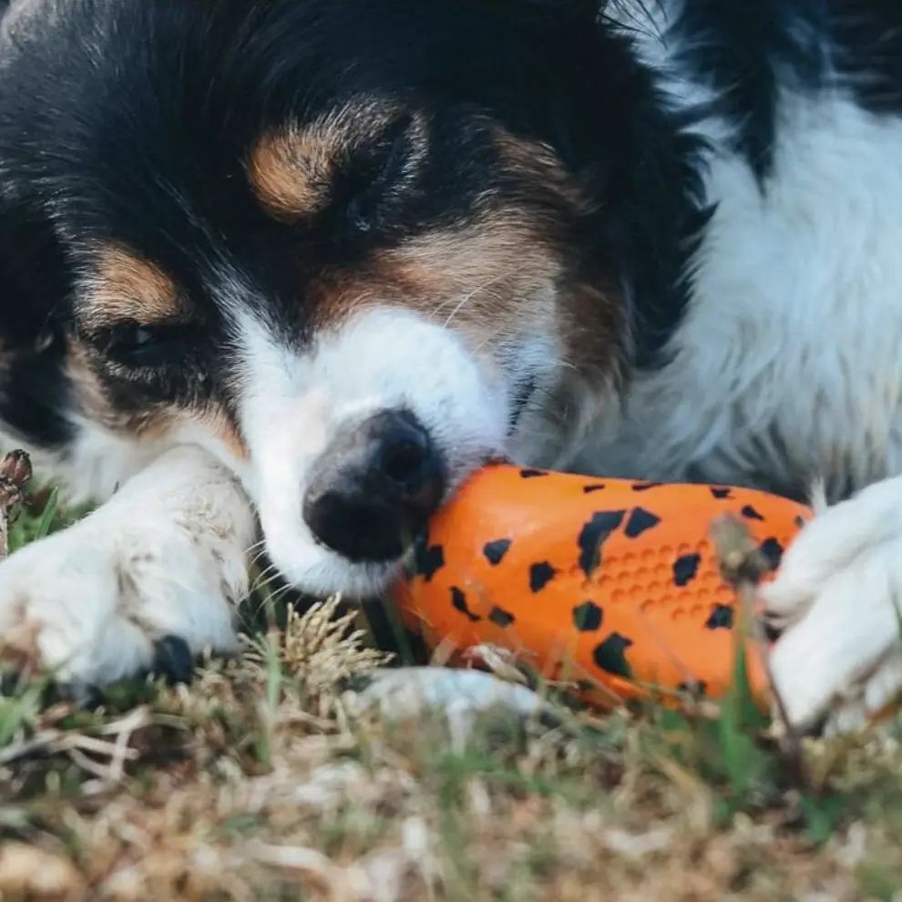 Non-Stop Dogwear Non-Stop 2i1 Kastelegetøj & Aktiveringslegetøj - Orange & Sort – billede 5