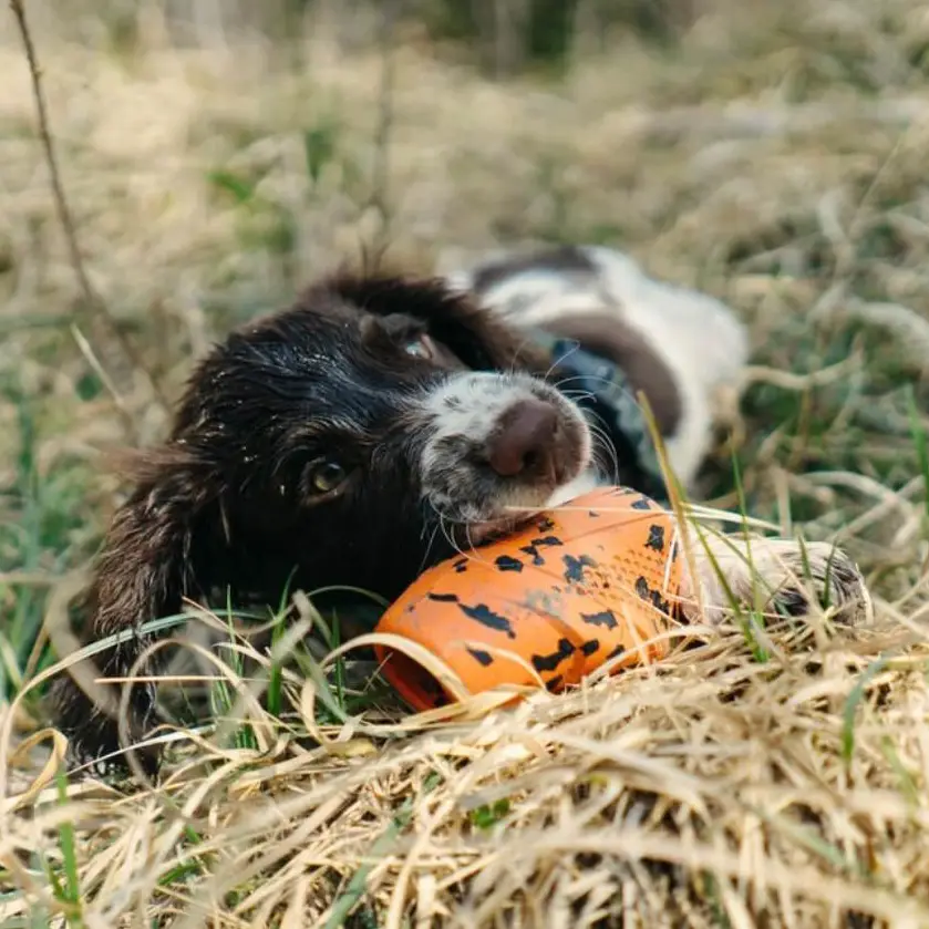 Non-Stop Dogwear Non-Stop 2i1 Kastelegetøj & Aktiveringslegetøj - Orange & Sort – billede 2