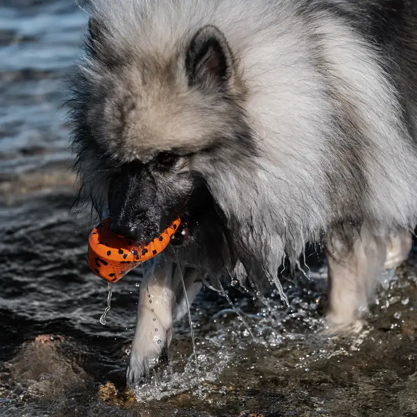Non-Stop Dogwear Non-Stop 2i1 Kastelegetøj & Aktiveringslegetøj - Orange & Sort – billede 4