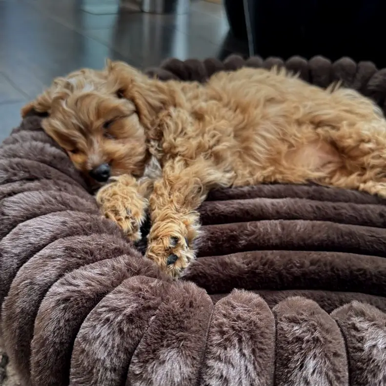 Nordic Paws Ripple Comfort Donutkurv – billede 5
