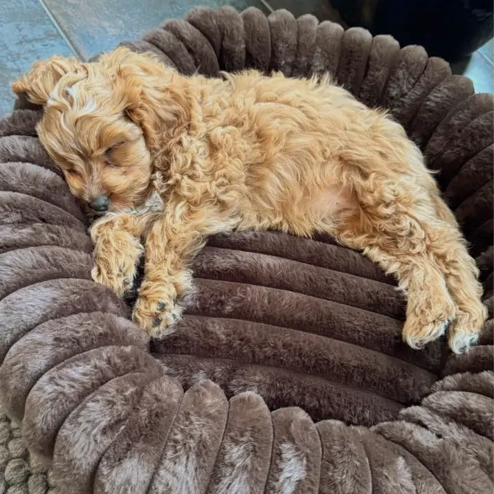 Nordic Paws Ripple Comfort Donutkurv – billede 2