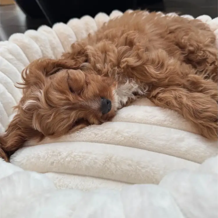Nordic Paws Ripple Comfort Donutkurv – billede 5
