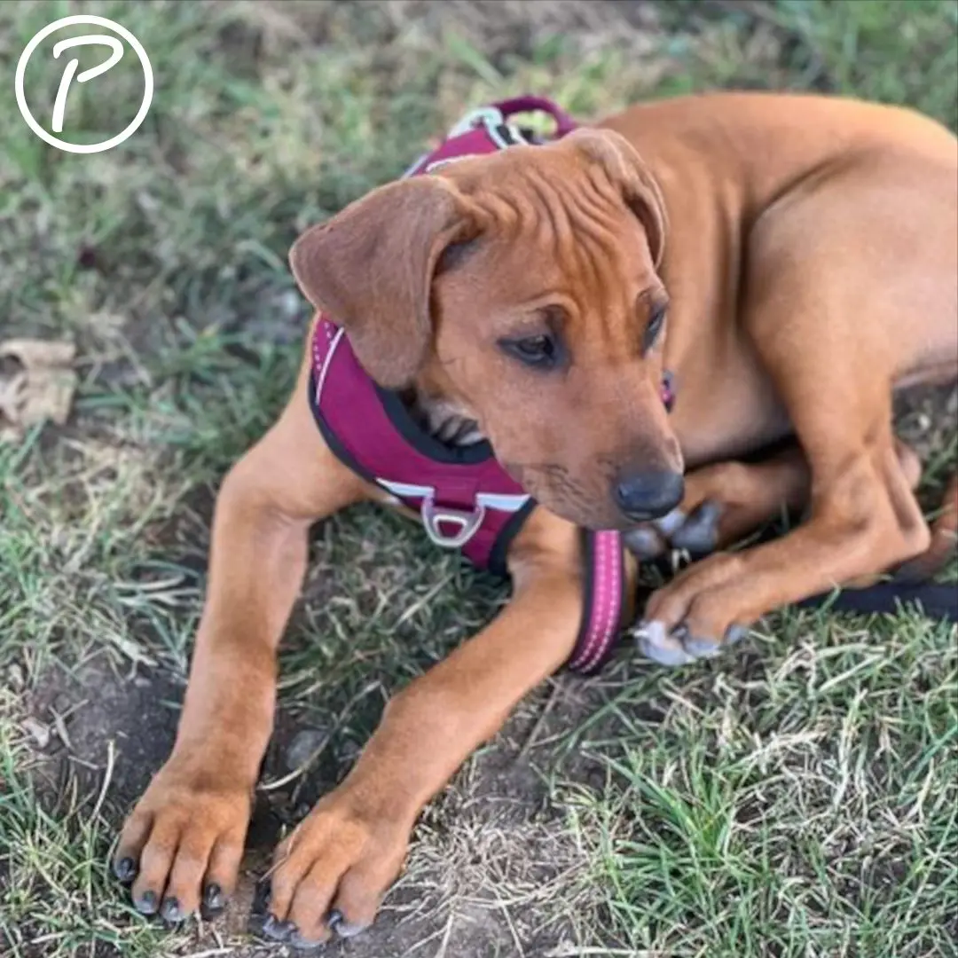 Petlando Outdoor Hundesele – billede 5