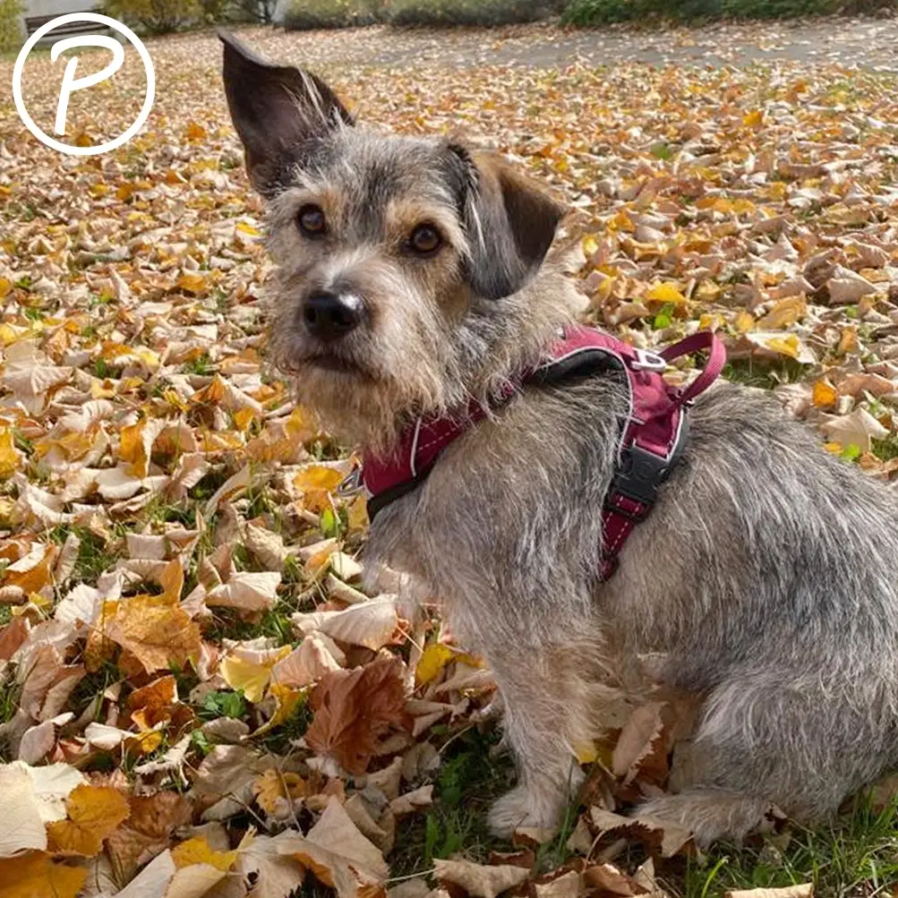 Petlando Outdoor Hundesele – billede 7