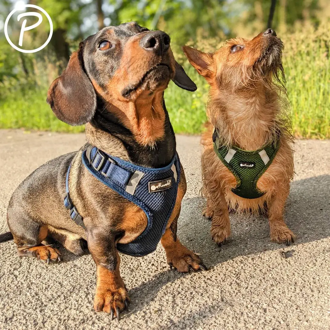 Petlando Mesh Vest Hundesele – billede 4