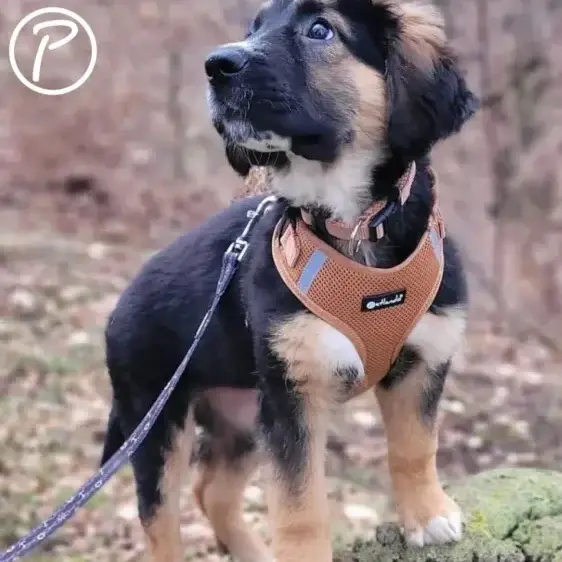 Petlando Mesh Vest Hundesele – billede 3