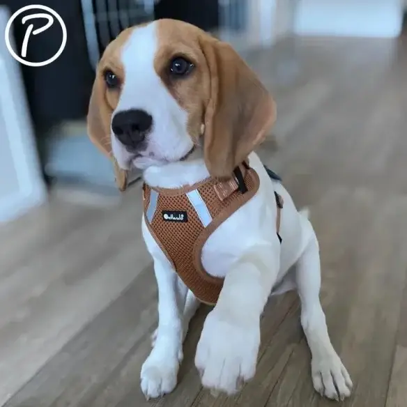 Petlando Mesh Vest Hundesele – billede 4
