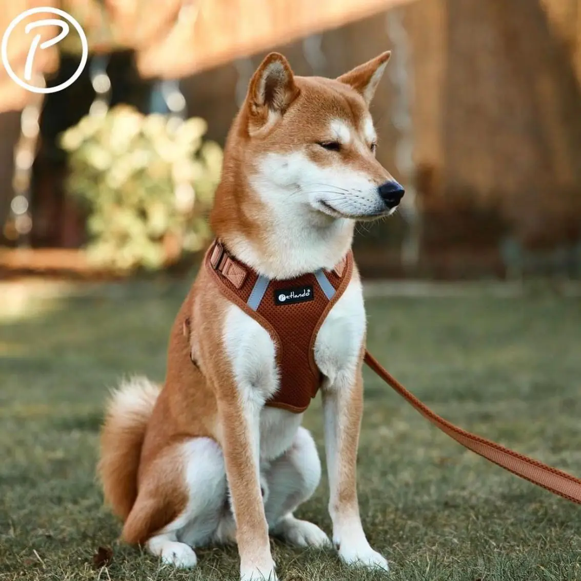 Petlando Mesh Vest Hundesele – billede 6