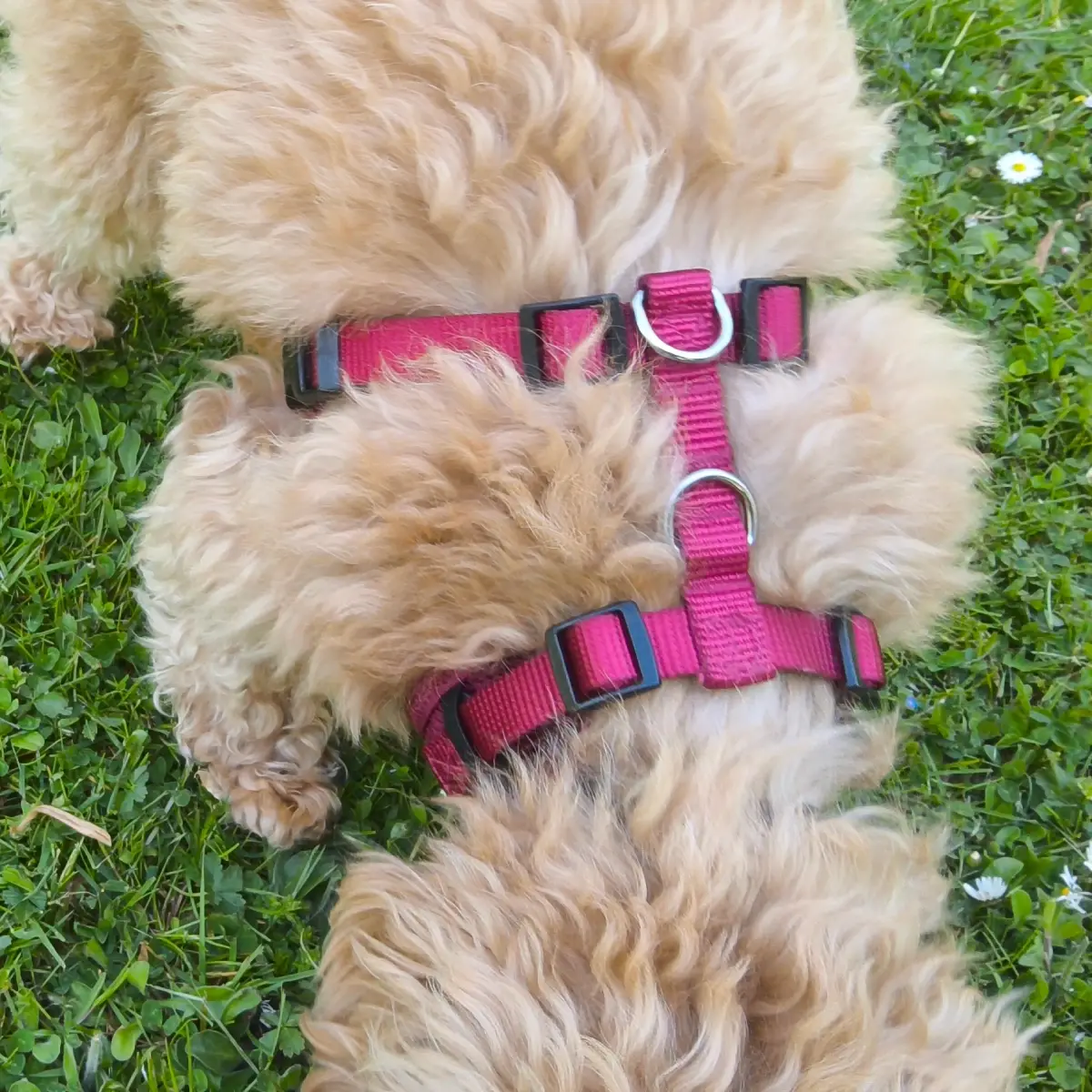 Petlando Mesh Vest Hundesele – billede 3