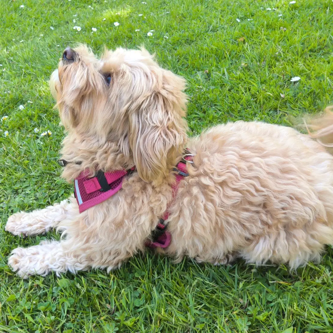 Petlando Mesh Vest Hundesele – billede 4