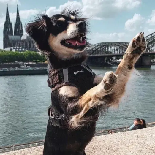 Petlando Mesh Vest Hundesele – billede 5