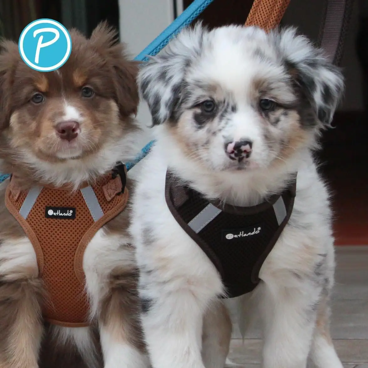 Petlando Mesh Vest Hundesele – billede 6