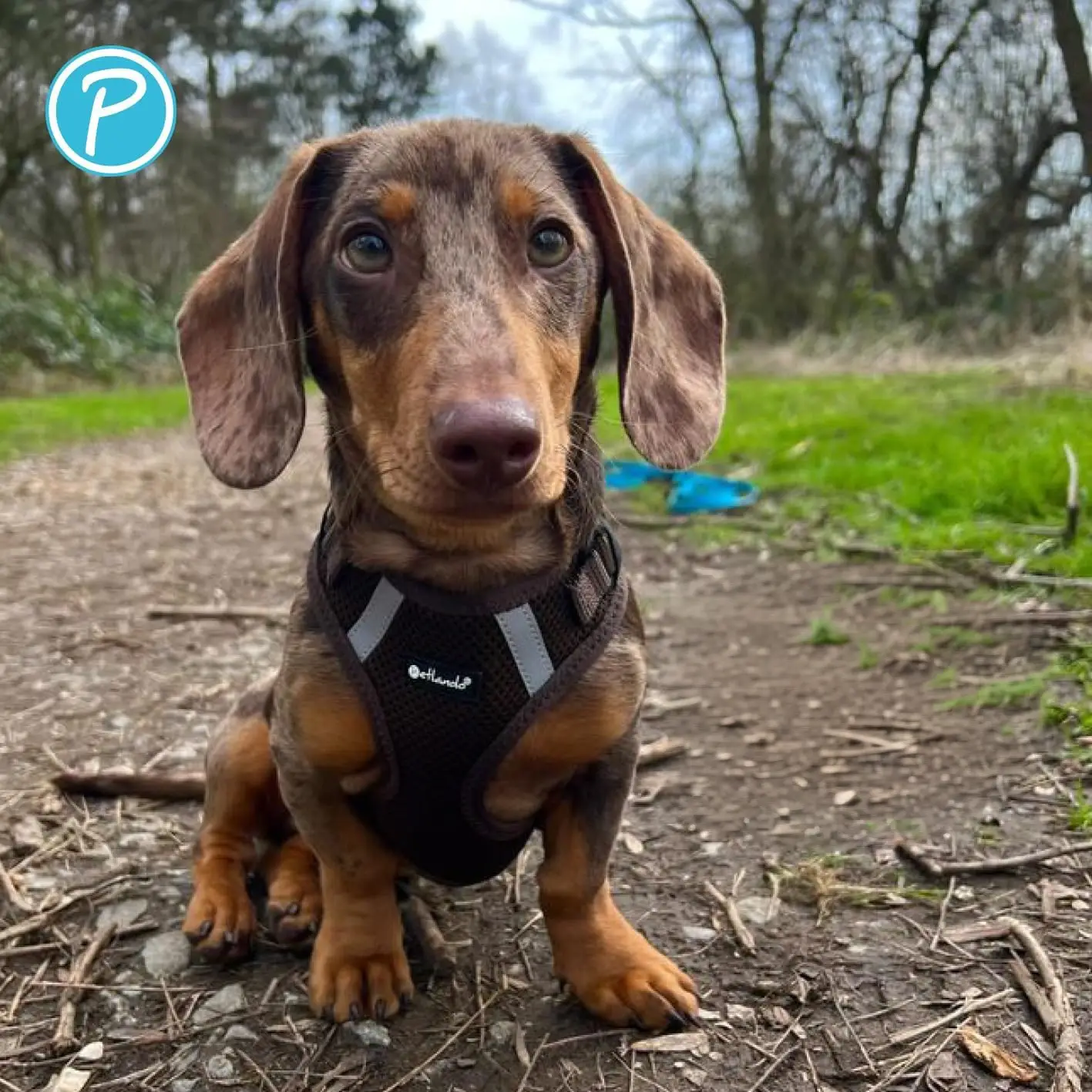 Petlando Mesh Vest Hundesele – billede 3