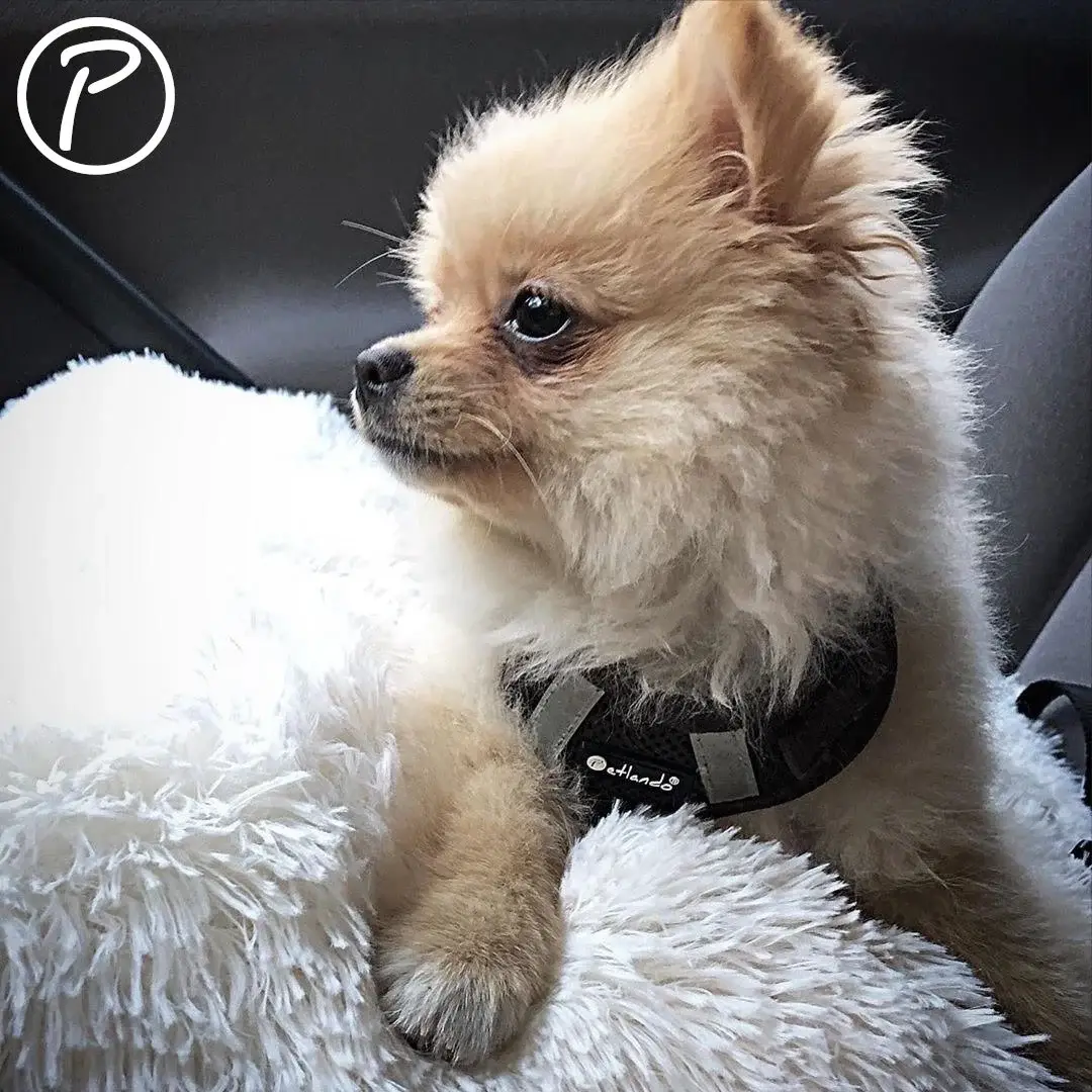 Petlando Mesh Vest Hundesele – billede 4