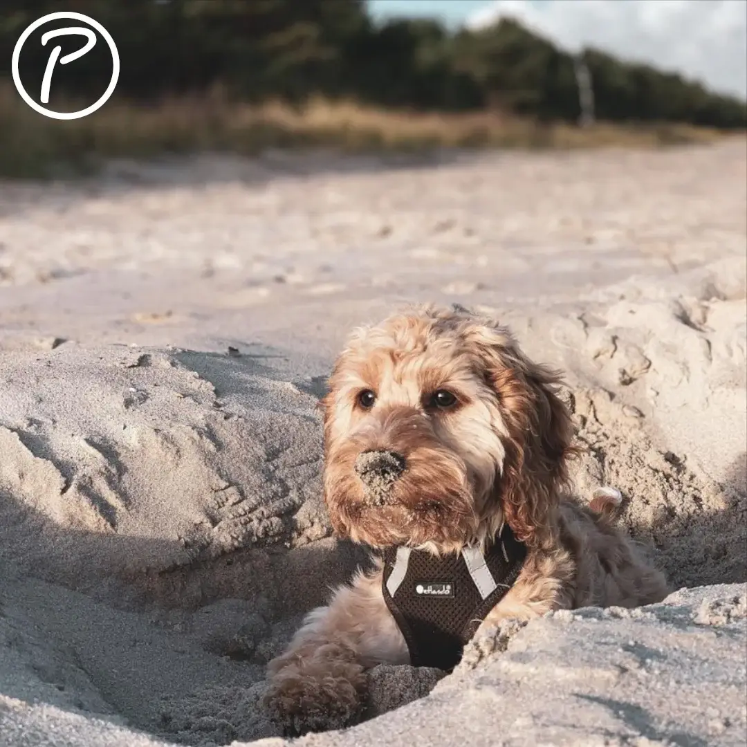 Petlando Mesh Vest Hundesele – billede 2