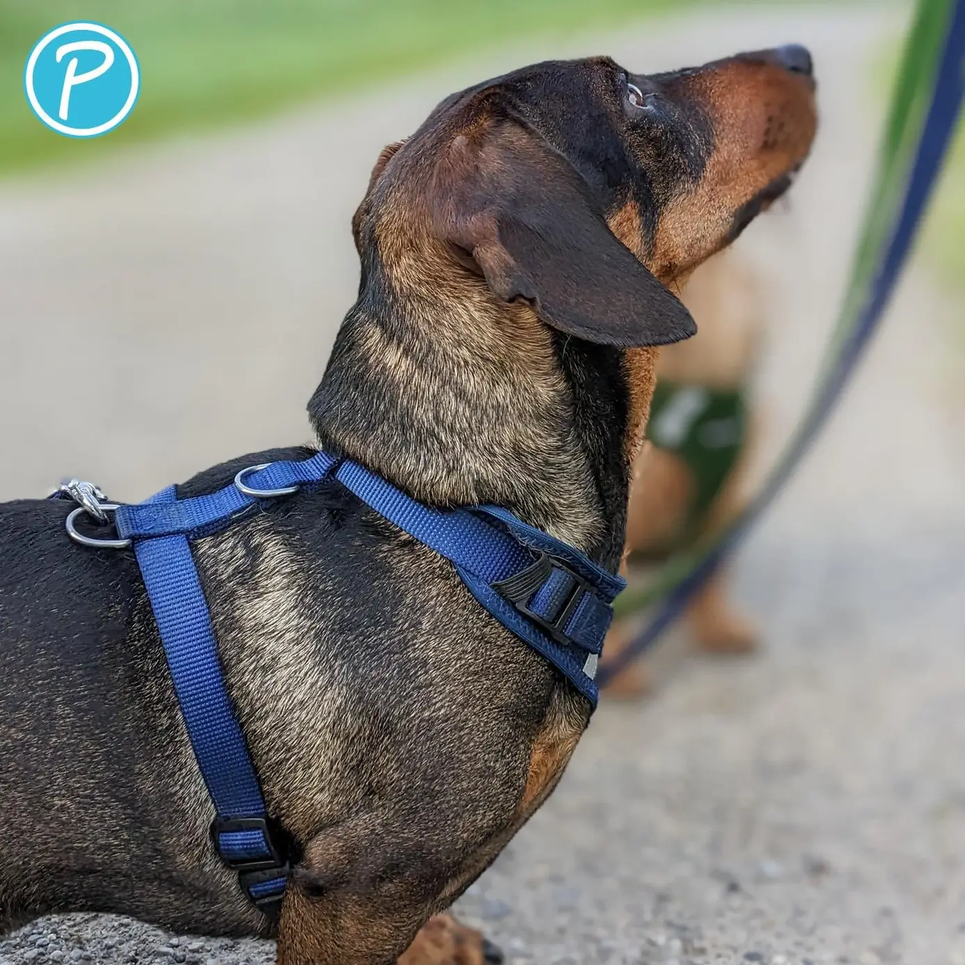 Petlando Mesh Vest Hundesele – billede 2