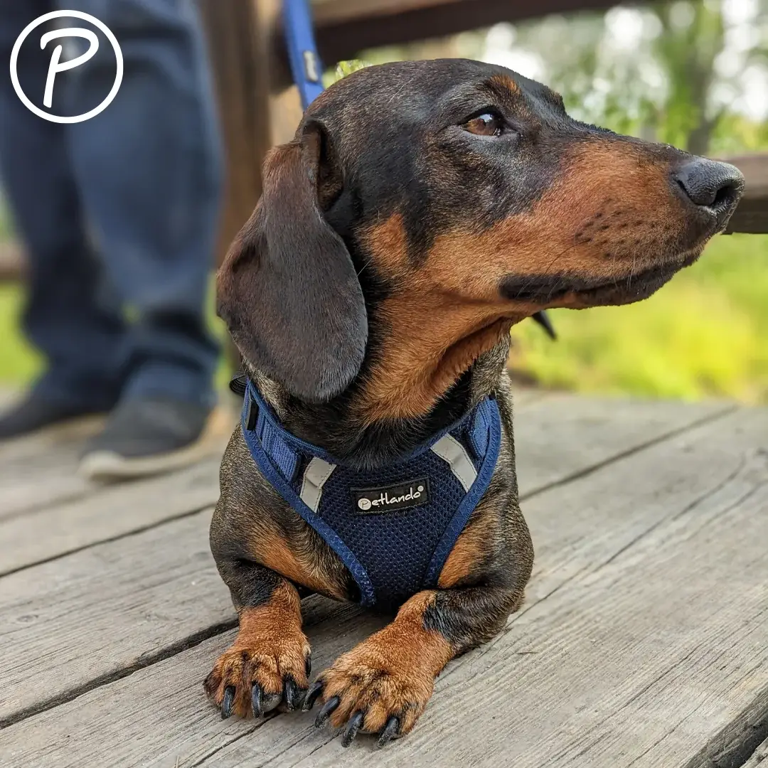 Petlando Mesh Vest Hundesele – billede 3