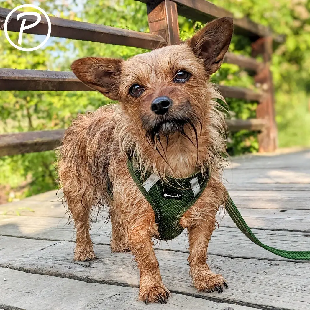 Petlando Mesh Vest Hundesele – billede 2