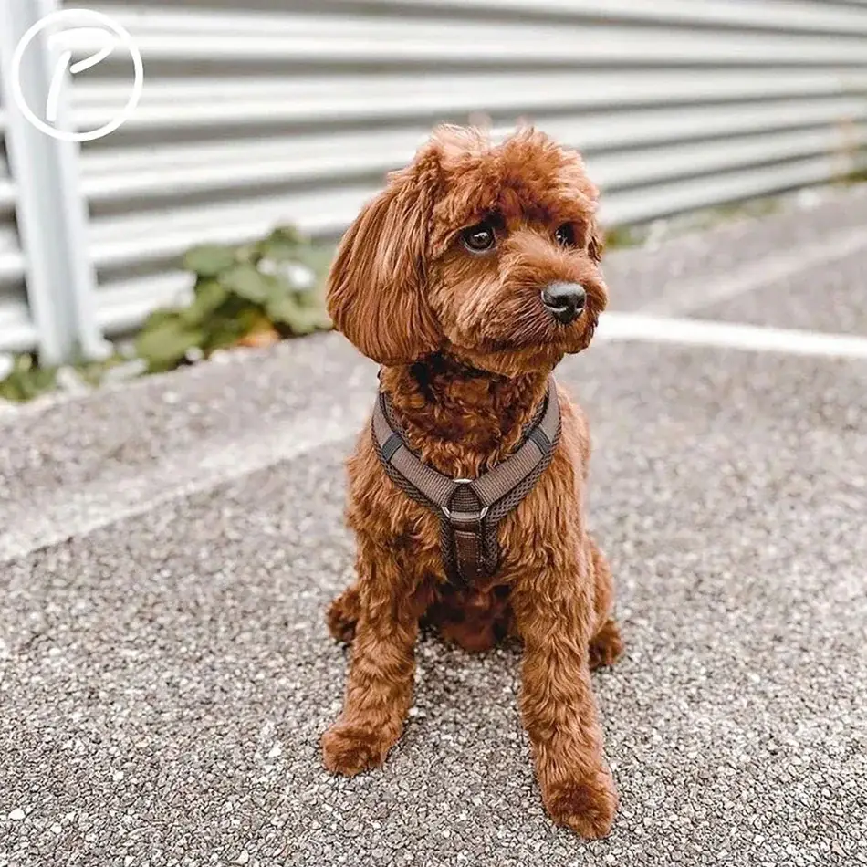 Mesh Y-Comfort Hundesele