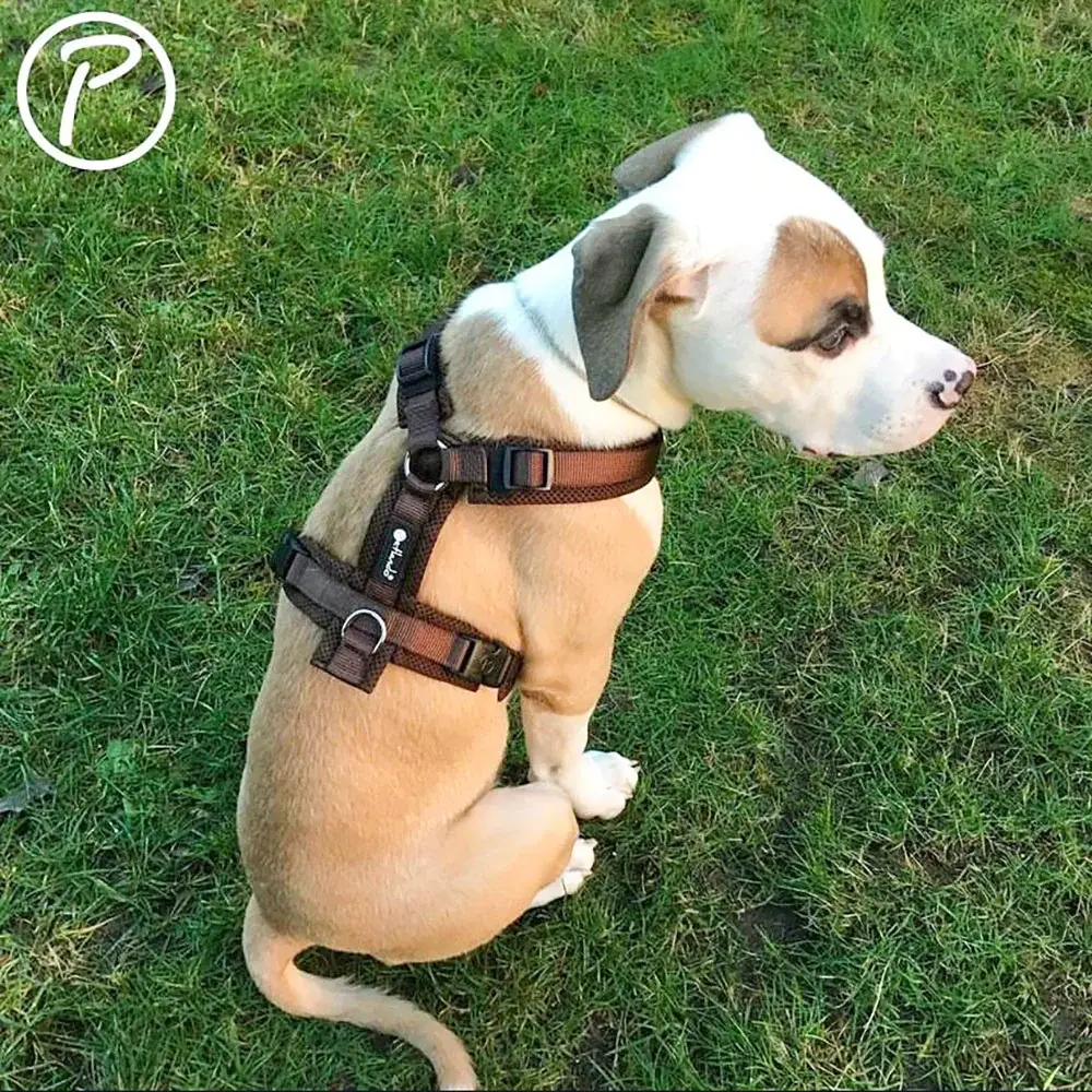 Petlando Mesh Y-Comfort Hundesele – billede 3