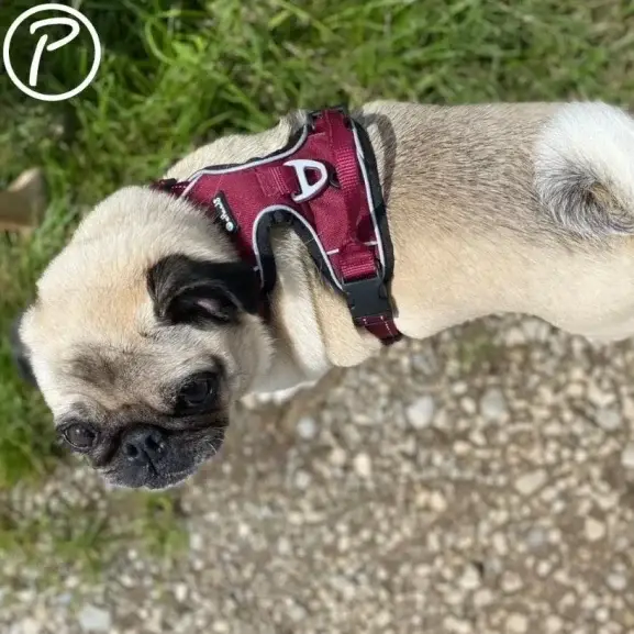 Petlando Outdoor Hundesele – billede 4