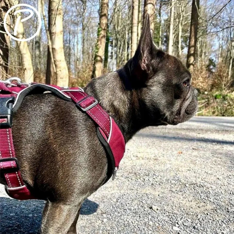 Petlando Outdoor Hundesele – billede 2