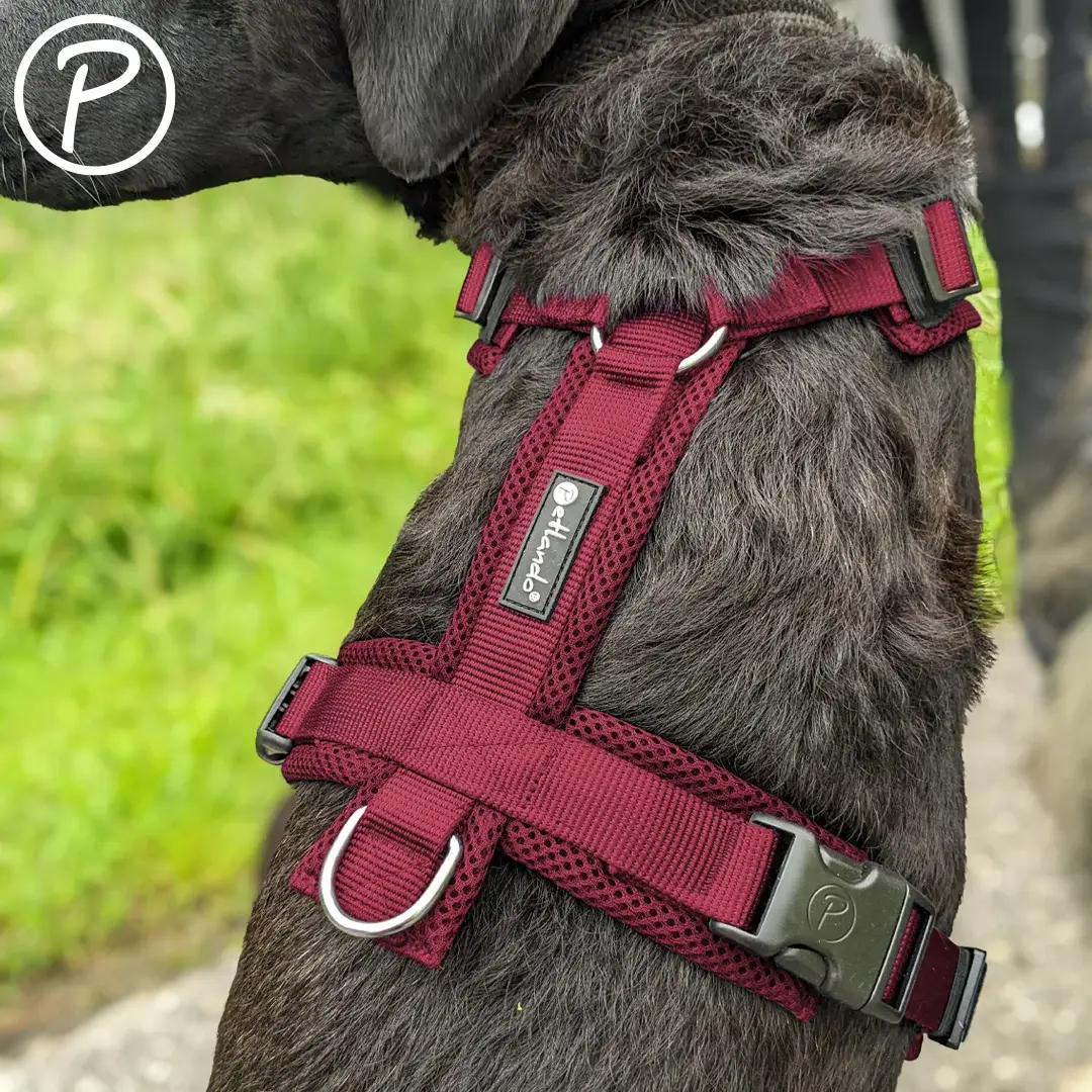 Petlando Mesh Y-Comfort Hundesele – billede 2
