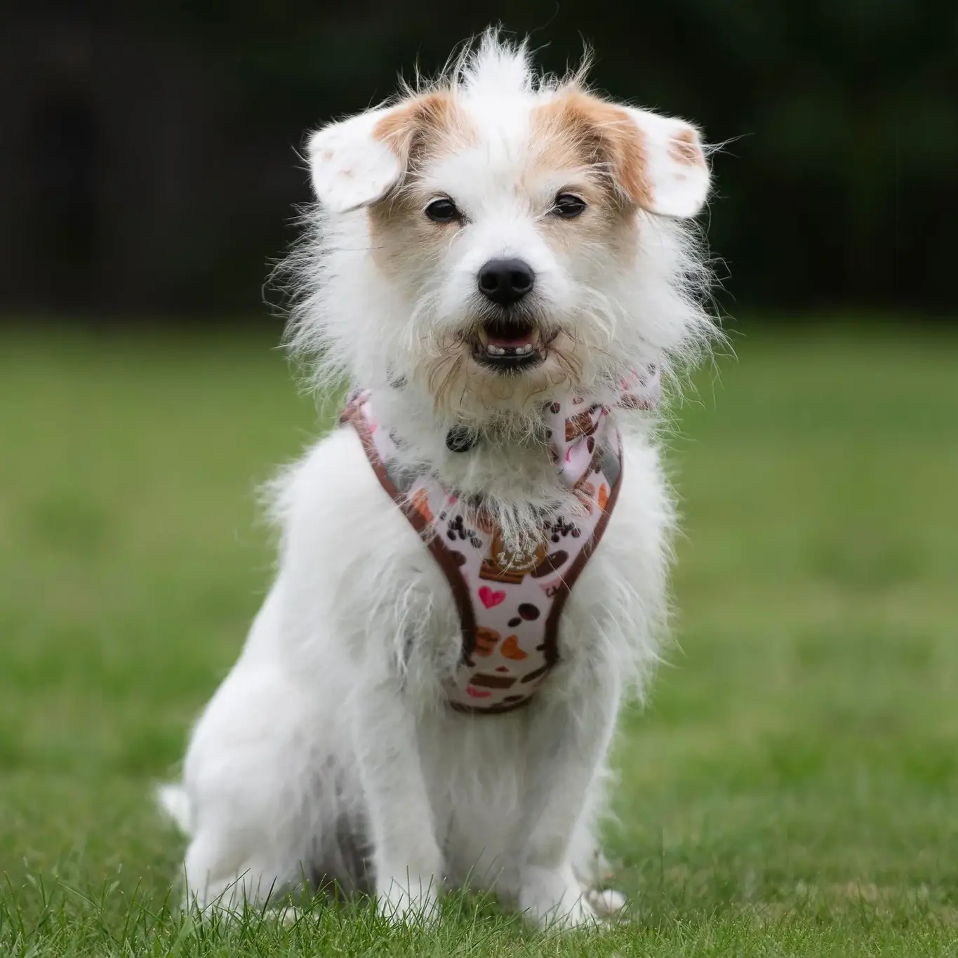 Collarfull Tiny Trails Step-in Hundesele – billede 8