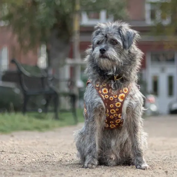 Collarfull Tiny Trails Step-in Hundesele – billede 5