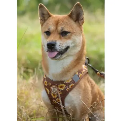 Collarfull Tiny Trails Step-in Hundesele – billede 6