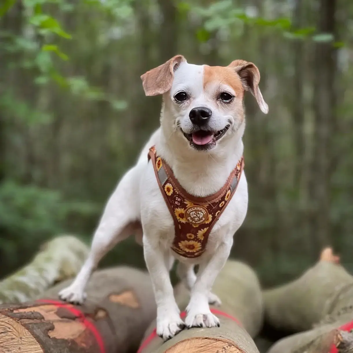 Collarfull Tiny Trails Step-in Hundesele – billede 4