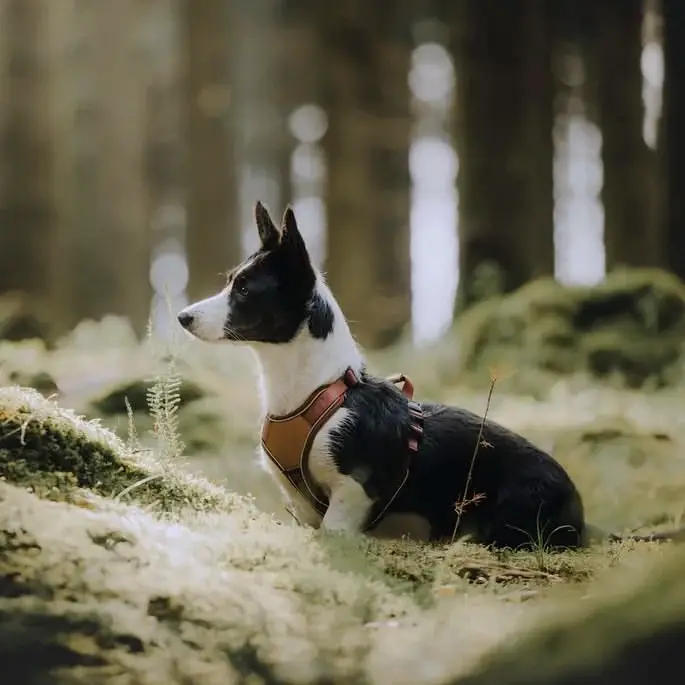 Collarfull Terrain Trails Pro Hundesele – billede 9