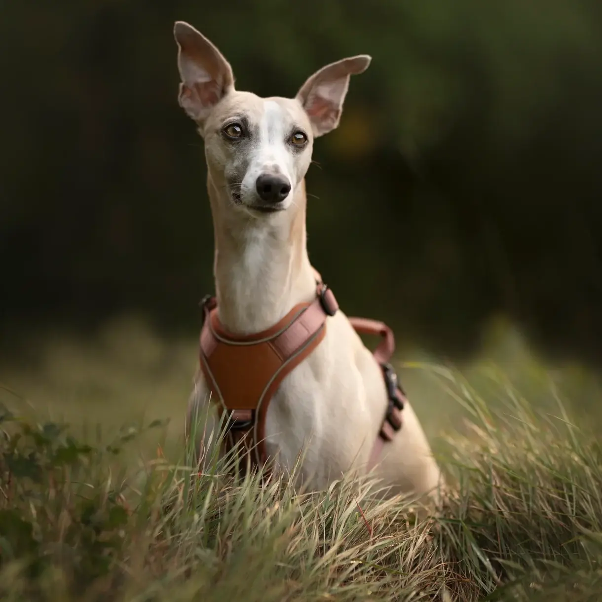 Collarfull Terrain Trails Pro Hundesele – billede 12