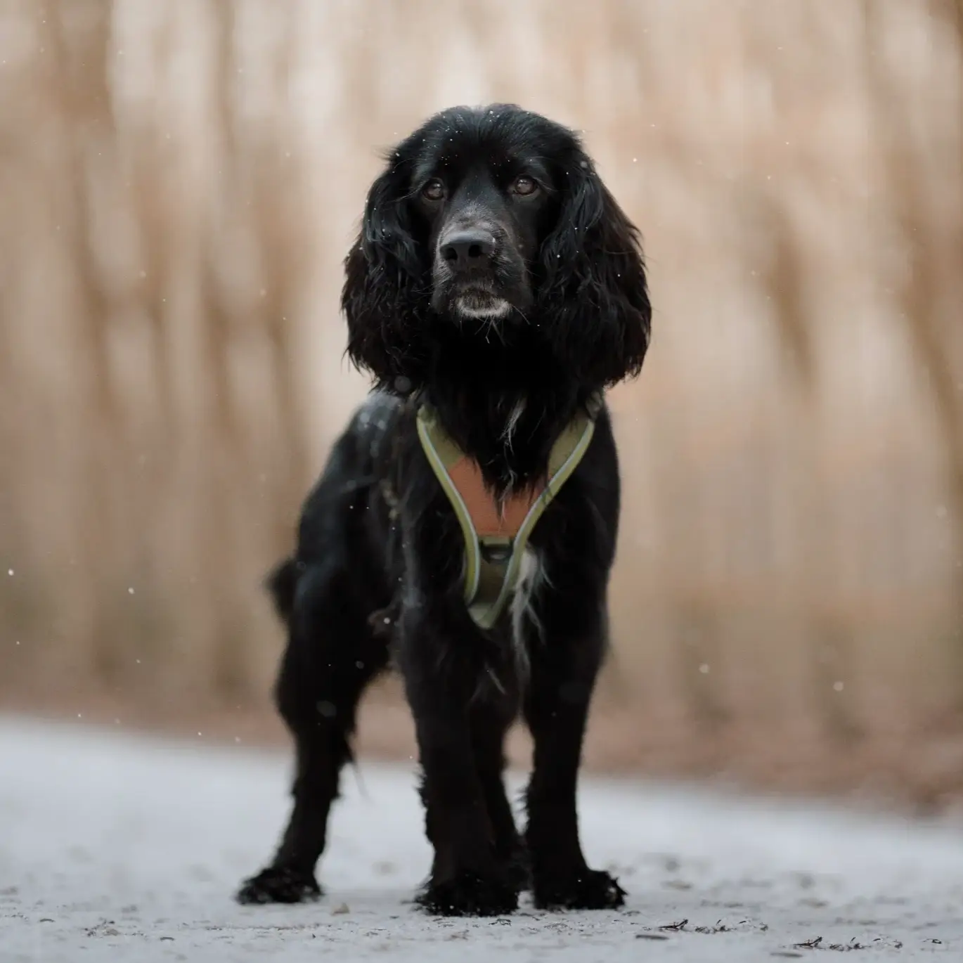 Collarfull Terrain Trails Pro Hundesele – billede 6